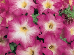 Petunia Pink Morn flowers