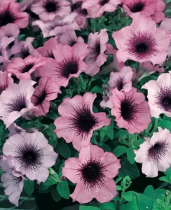 Petunia Plum Crystal flowers garden