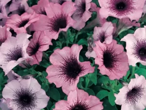 Petunia Plum Crystal flowers garden