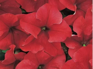 Petunia Red flowers