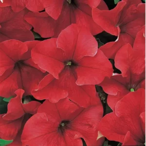 Petunia Red flowers