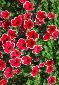 Petunia Red Picotee flowers