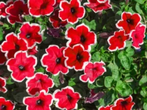 Petunia Red Picotee flowers