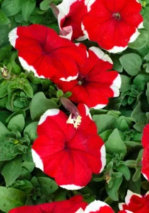 Petunia Red Picotee garden
