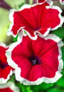Petunia Red Picotee