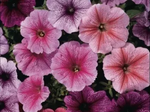 Petunia Reflections Mix flowers