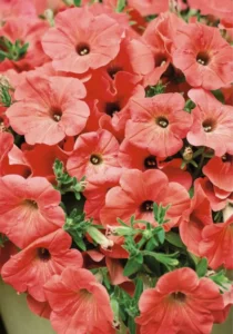 Petunia Salmon