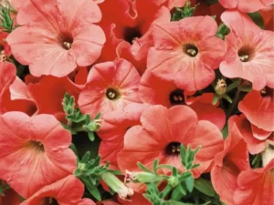 Petunia Salmon