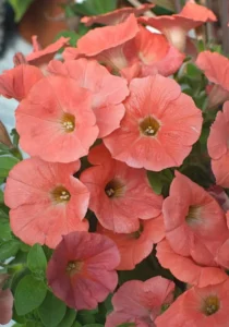Petunia Salmon gARDEN