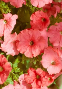 Petunia Salmon flowers