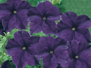 Petunia Spreading Blue flowers