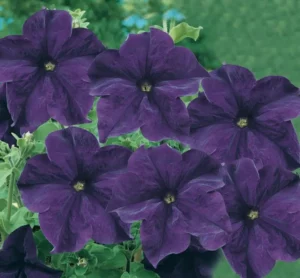 Petunia Spreading Blue flowers