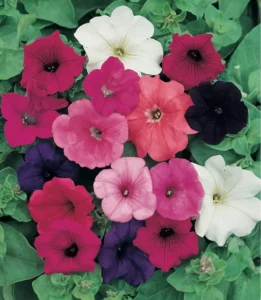 Petunia Spreading Mix flowers
