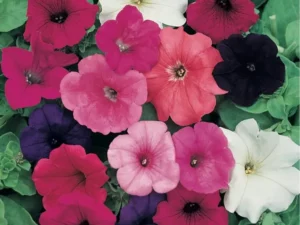 Petunia Spreading Mix flowers