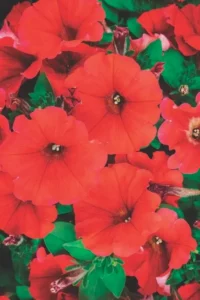 Petunia Spreading Red flowers