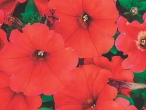 Petunia Spreading Red flowers