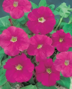 Petunia Spreading Rose flowers for garden