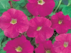 Petunia Spreading Rose flowers for garden