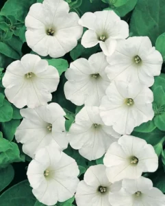 Petunia Spreading White flowers