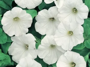 Petunia Spreading White flowers