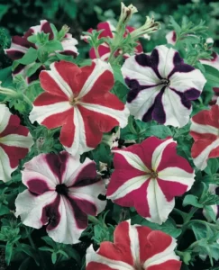 Petunia Star Mix flowers