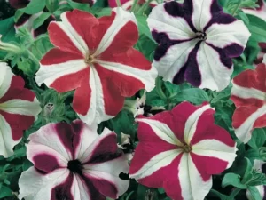 Petunia Star Mix flowers