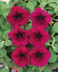 Petunia Velvet flowers