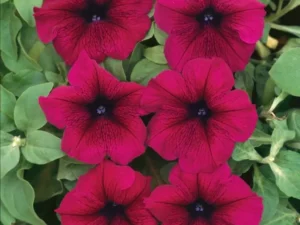 Petunia Velvet flowers
