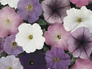 Petunia Waterfall Mix flowers