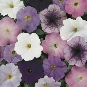 Petunia Waterfall Mix flowers
