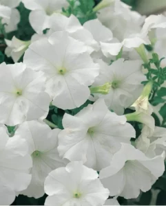 Petunia White flowers