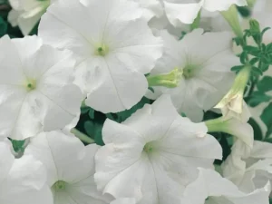 Petunia White flowers