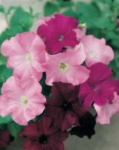Petunia Wild Rose Mix flowers