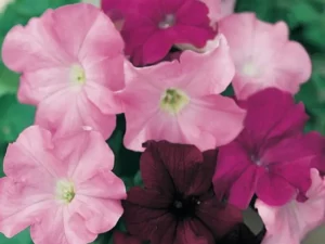 Petunia Wild Rose Mix flowers