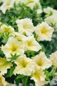 Petunia Yellow flower garden