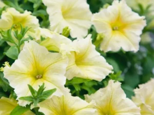 Petunia Yellow flower garden