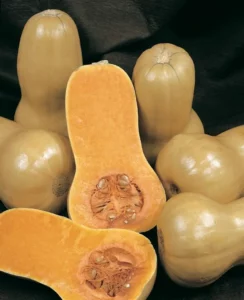 Pumpkin Butternut vegetable home garden