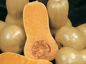 Pumpkin Butternut vegetable home garden