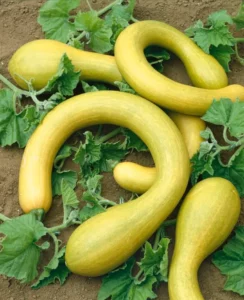 Pumpkin Crookneck vegetable home garden