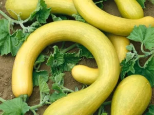 Pumpkin Crookneck vegetable home garden