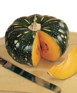 Pumpkin Jap vegetable home garden seedling