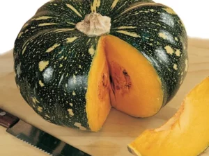 Pumpkin Jap vegetable home garden seedling