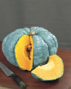 Pumpkin Queensland Blue home vegetable garden