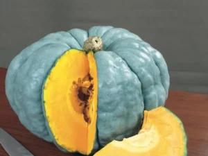 Pumpkin Queensland Blue home vegetable garden
