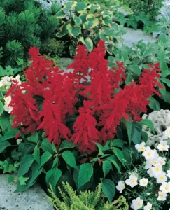 Salvia Blaze Of Fire flowers