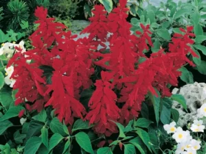 Salvia Blaze Of Fire flowers