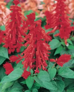 Salvia Bonfire flowers