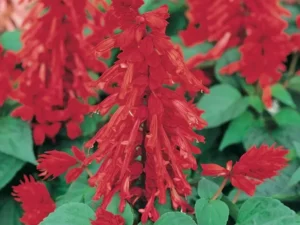 Salvia Bonfire flowers
