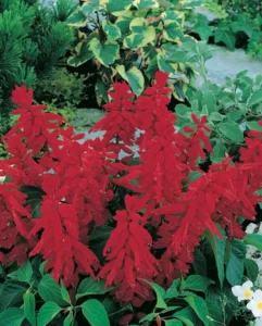 Salvia Dwarf Red flowers