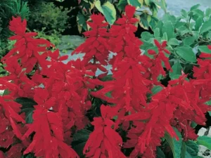 Salvia Dwarf Red flowers